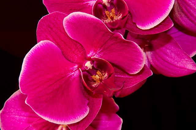 Krása menom orchidea