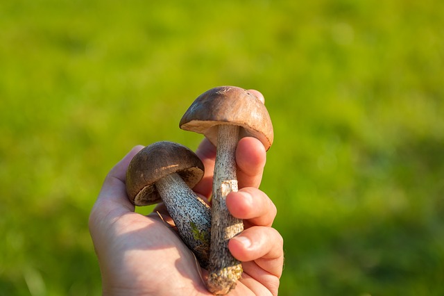 Hobby známe ako hubárčenie
