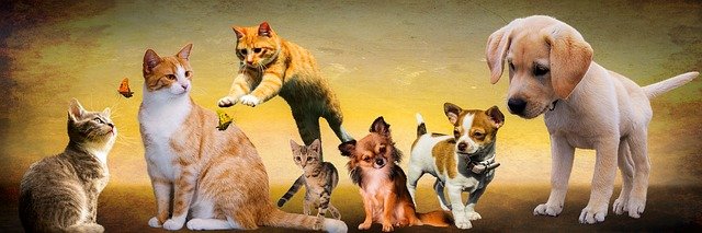 5 najzvláštnejších zvierat